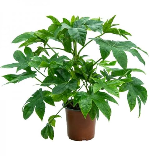 Aralia Japonica Planta Natural de Interior muy Resistentes