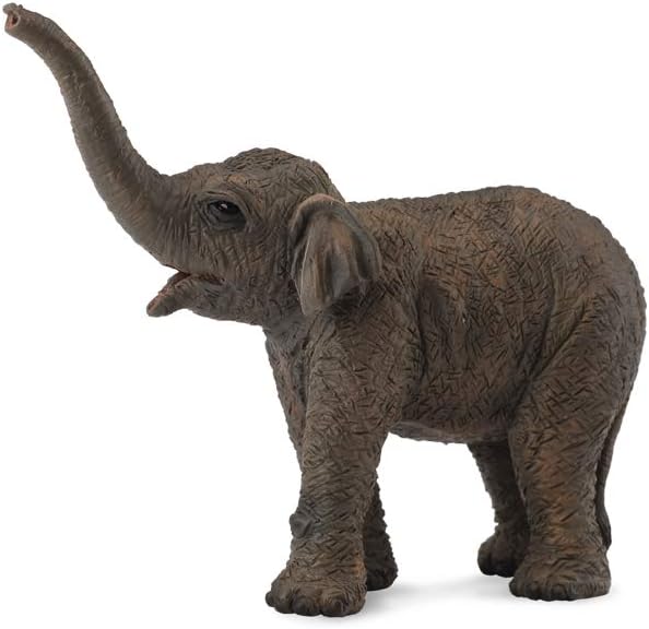 Asian Elephant Calf