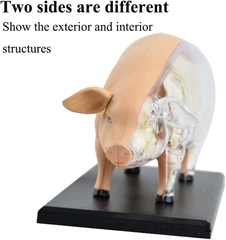 豚の解剖学モデル PVC 素材豚の解剖学モデルキットシミュレーション動物解剖モデル人体モデル子供のため