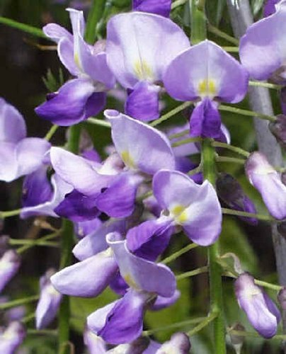 Glycine Sinensis (Bleu) Chinois 2 Grandes Semences - Lot de 2