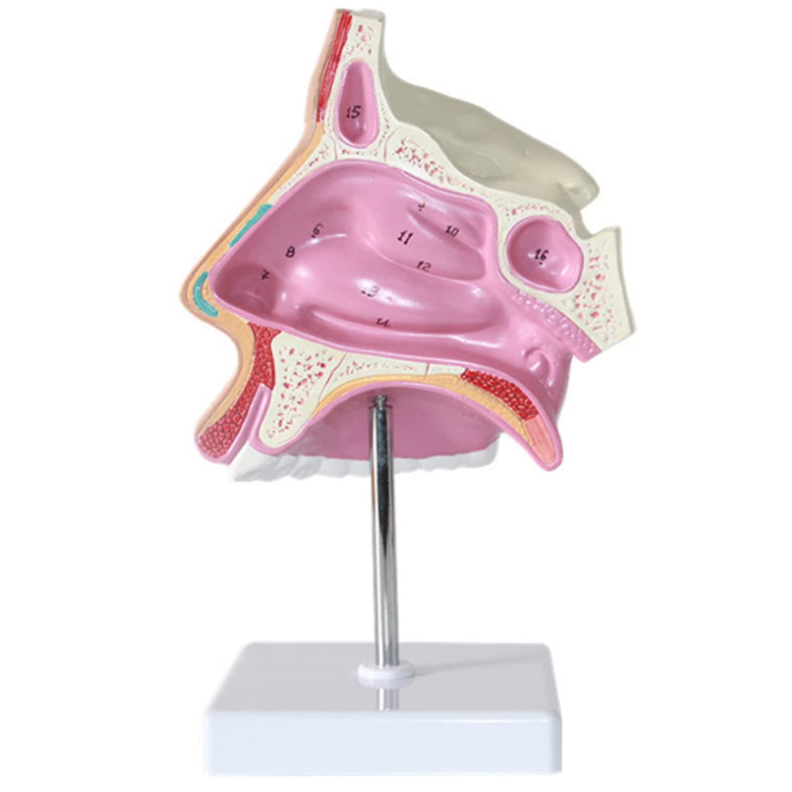 Buy Human Anatomical Nasal Cavity Model Human Throat Model Central