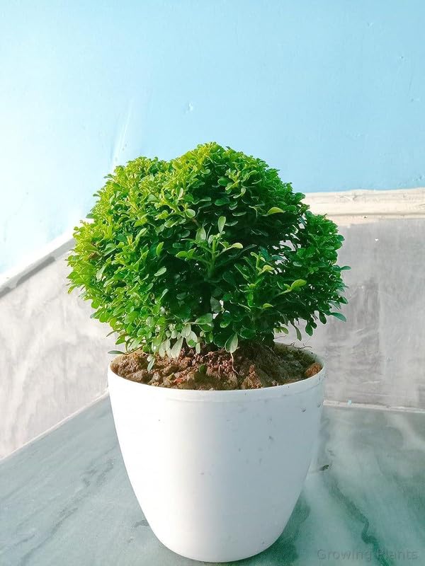 Live Bonsai Bushy Table Kamini tree house plant With Black Plastic Pot