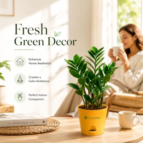 Image of Zamia ZZ Plant Indoor Live Plant with Pot | Low Maintenance Air Purifying House Plant | Indoor Plants for Home & Office | Lucky Green Plant | Decorative Live Plant