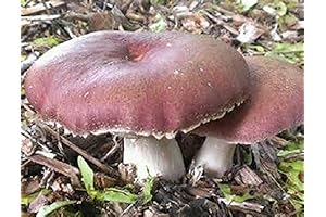 Wine Cap Mushroom Spawn Mycelium: Cultivate Gourmet Mushrooms at Home and Farm