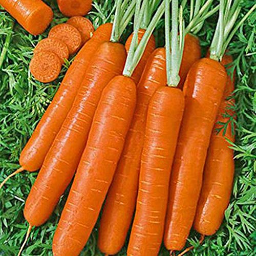 Golden Hills Farm Hybrid Hybrid Ooty Carrot Seeds - Carrot Seeds Garden 1000+ seeds (B096G8F761) Amazon Price History, Amazon Price Tracker