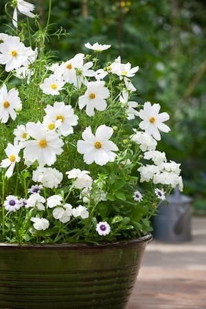Creative FarmerCreative Farmer Flower Seeds : Cosmos Phool Mixed White Less Care Flower Seeds Garden [Home Garden Seeds Eco Pack] Plant Seeds