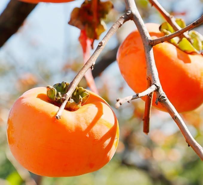 Grafted Japanese Persimmon Fruit Live Plant | 2-Feet Tall Fruit Tree ...