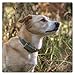 Tractive GPS Dog 6 Tracker Cover - Olivgrün