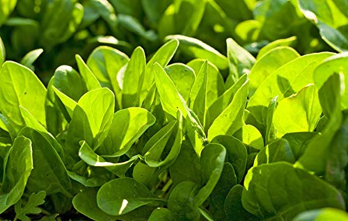 Image of Palak seeds desi (250 seeds)