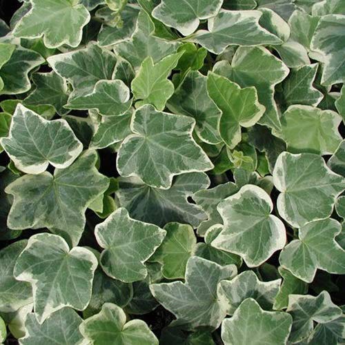 Risala 3X Ivy Hedera White Edged (Approx 1 Foot) Cutting *Not Plugs*