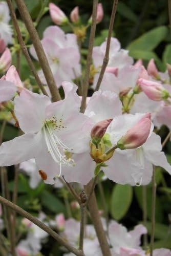 Miniatura 5 de 50 semillas de flores arbustivas rosadas de arbustos de arbustos de azalea real de Schlippenbachii
