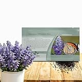 Outsidepride Blue Hyssop Seeds for Planting - 1000 Pcs Perennial Herb Garden Seeds with Fragrant Blooms Attractive to Pollinators, for Small Gardens, Containers, & Xeriscaping