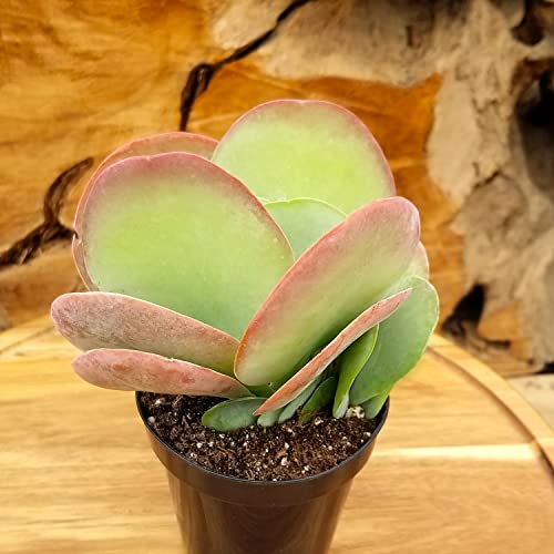 1Qt Kalanchoe Plant Nursery Pots 4Pk, Live Succulents Plants Live House Plants, Indoor Greenhouse Gardening Indoor Plant Succulent Pots, Live Plants Indoor Plants Live Houseplants, By Plants For Pets #TOP3