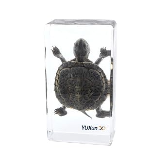Real Marine Animal Trachemys scripta elegans Tortoise Specimen Paperweight Animal Science Classroom Specimen for Science Education