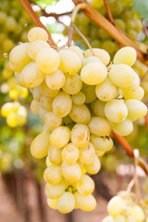GreenWorld Special Sweet Golden Grape Plant (PACK Of 1) Healthy/Angoor Live Plant.