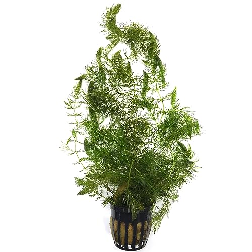 Live Potted Aquarium Plants | Freshwater Aquatic Plants for Aquarium and Ponds (Hornwort...