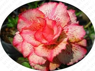 100% Real Desert Pink Seeds Ornamental Plants Balcony Bonsai Flowers in semi adenium obsum Seed vase - 5 Particles/lot: only Seeds