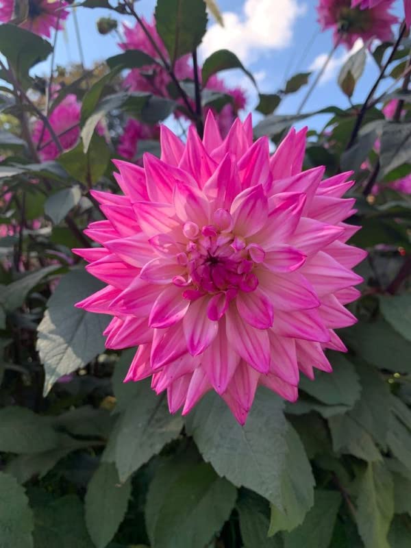 Oakwood Farms� Rare imported Dahlia Mixture Flower Bulbs Fresh Premium Eye-catching Home Decorative Flower Plants Seeds for Planting PACK OF 2 (B0BMW89K7C) Amazon Price History, Amazon Price Tracker