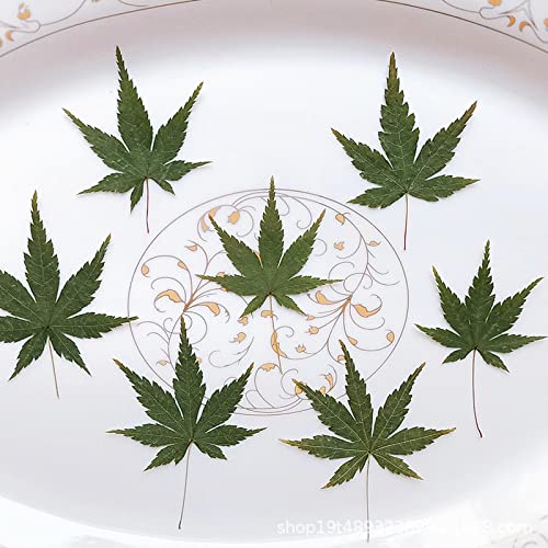 36 hojas de arce secas naturales decoración DIY miniatura 4