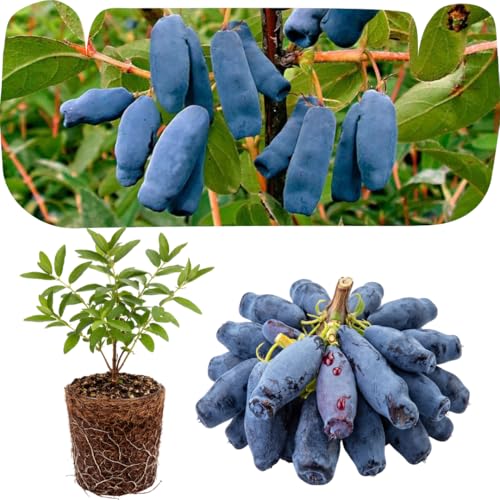 Blue Honeyberry Plant Live Sweet Blue Honey Berry Tree Perennial Haskap Plants 6-8 Inch Tall for Planting
