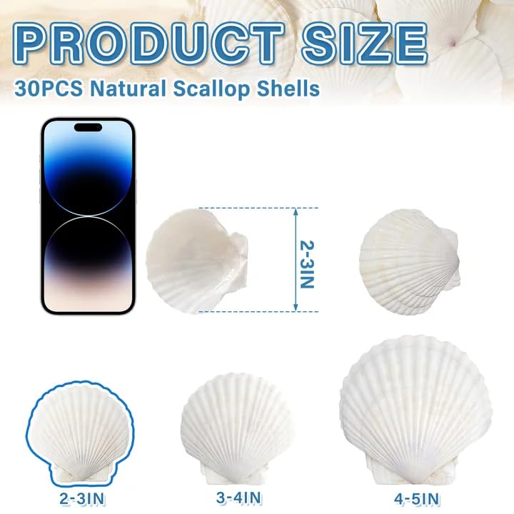 Image of QICQDRAM 30PCS Seashells for Crafts 2''-3'' Scallop Shells for Painting | White Small Scallop Shells Bulk for DIY Beaching Wedding Decor Clam Shells