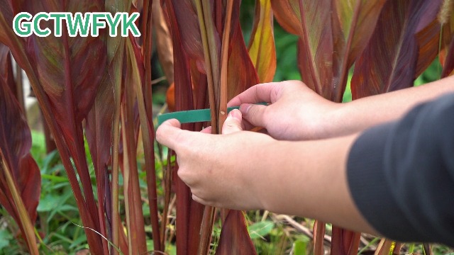 Cinta para plantas verde 6 rollos 196 pies miniatura 7