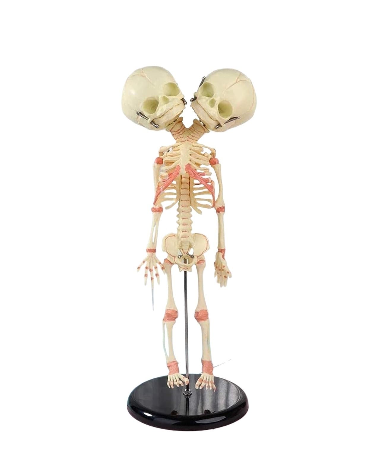 Modello anatomico di scheletro a doppia testa