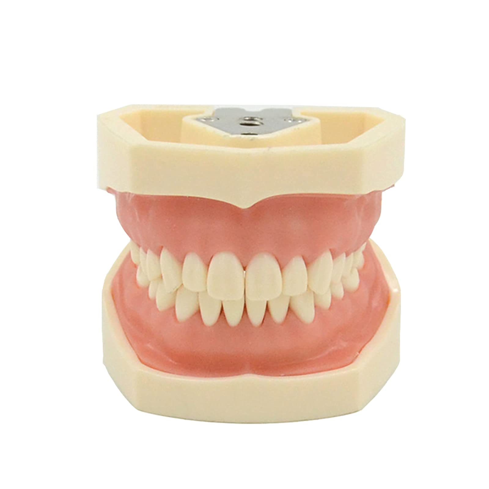 Modello di Denti Standard Dentali, 28 Denti con Istruzione dei Denti Inferiori Rimovibili, Modello di Insegnamento di Cura Dentale per Bambini, Modello di Dimostrazione Standard Adulto