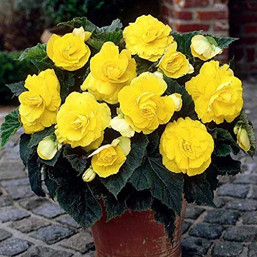 FernsFly® IMP. Begonia | Begoniaceae Flower Perennial Flowering Plant Aromatic Flower Bulbs Home Outdoor Gardening Bulbs Blooming planting (Pack Of 2 Begonia Roseform Yellow) (B08WHZXDD5) Amazon Price History, Amazon Price Tracker