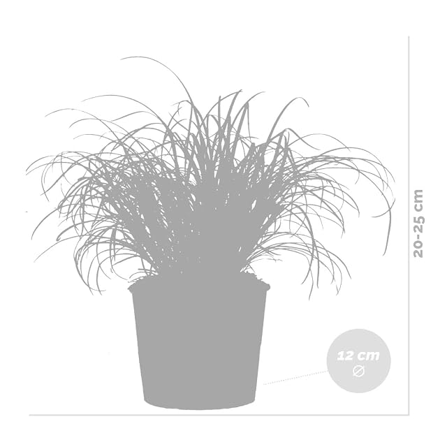 Foto 5 de 5 de Bloomique - Set de 6 - Cyperus ‘Zumula’ - Hierba para gatos - Plantas de interior - Apta para mascotas