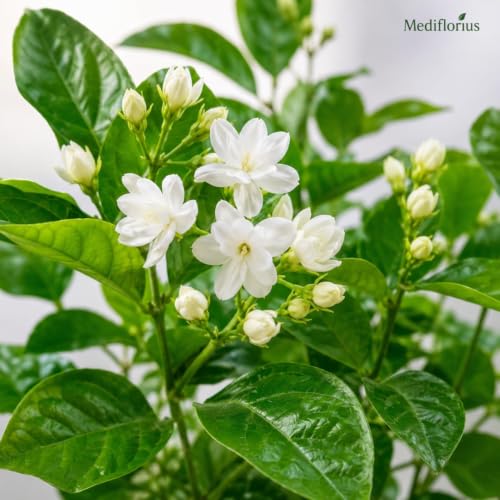 Image of Mediflorius Jasmine Flower Plant Live White Mogra (Jasminum sambac) | Arabian Jasmine Aromatic Fragrant Flowering Plant with Pot | Live Outdoor & Indoor Plant for Home Garden Balcony | Pack of 1