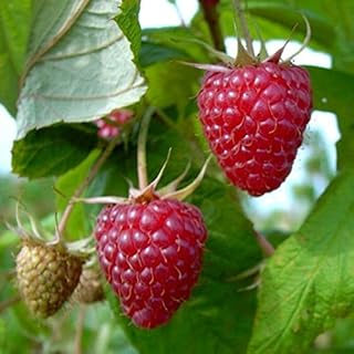 Tayberry Buckingham Thornless Kreuzung aus Himbeere und Brombeere, 40-60 cm mit 2-3 Liter Topfballen product image