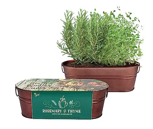 BUZZY Seeds Indoor Herb Garden Kit | Grow Rosemary and Thyme with Non-GMO Seeds | DIY Windowsill Planter Starter Set for Kitchen Countertop, Indoor Gardening, Holiday Gift, Home Decor