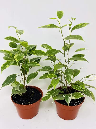 Ficus Benjamina 2 Plants Starlight Java Tree in 4' pots