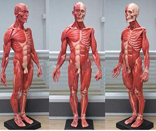 GTHTUHFD 60Cm Human Human Torso Male Resin Skull Model, Skeleton For Meat Muscle Anatomy Ficial Muscle