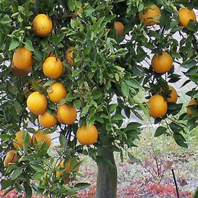 Tropical Oasis Florida Orange Tree Seeds