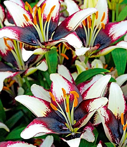 BALDUR Garten 3x Lilie 'Netty´s Pride', Zwiebeln mit Umfang 14-16 cm