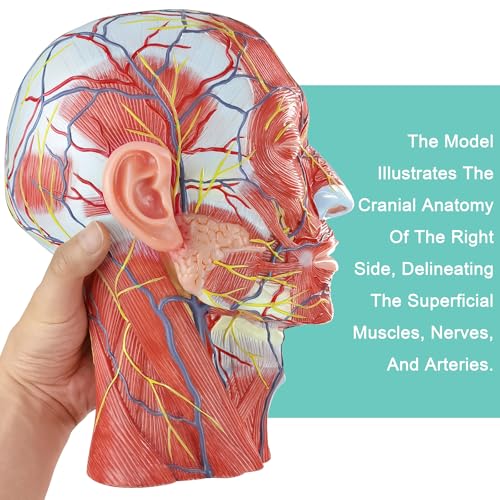 Image of Human Half Head Superficial Neurovascular Anatomical Model with Blood Vessels Detailed Muscle Structure and Colorful Manual for Medical Science Education Study or Teaching