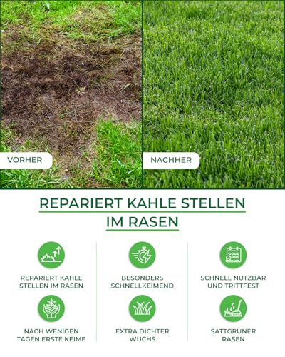 Rasensamen schnellkeimend Nachsaat - Grassamen schnellkeimend - Rasensaat für sattgrünen Rasen