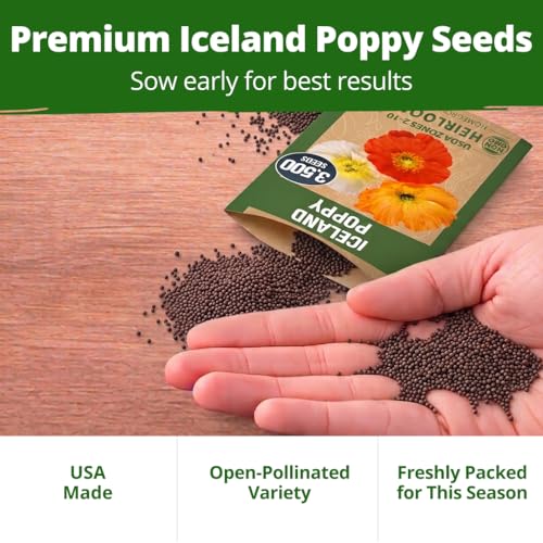 Image of HOME GROWN Iceland Poppy Seeds, 7,000 Seeds, Papaver nudicaule