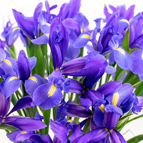 Stargazer Barn Blue Moon Bouquet Telstar Iris Fresh Flowers Bouquet - Overnight Prime Delivery, Fresh Cut Flowers For Longer Life - Bouquet Of Flowers Gift For Mother's Day Or Birthday - 30 Stems #TOP5