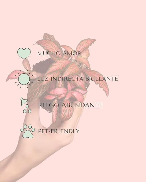Foto 5 de 7 de PUR PLANT Fittonia Dark Pink Mini
