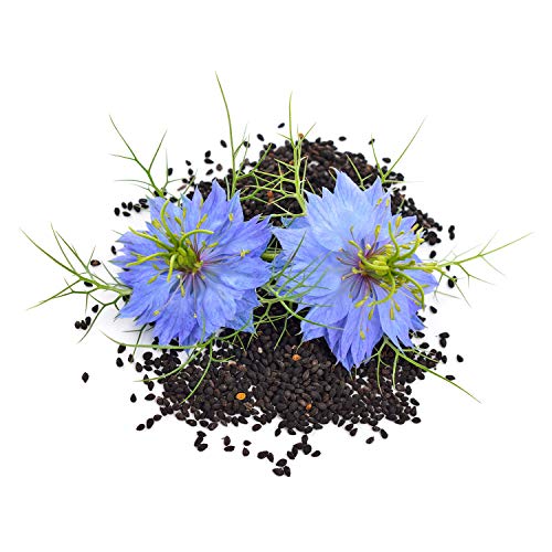 GreatVita Schwarzkümmelöl Bio 500 ml | 100% rein, vegan, kaltgepresst - Ideal für Küche & Pflege - Aufdruck kann varrieren – Bild 6