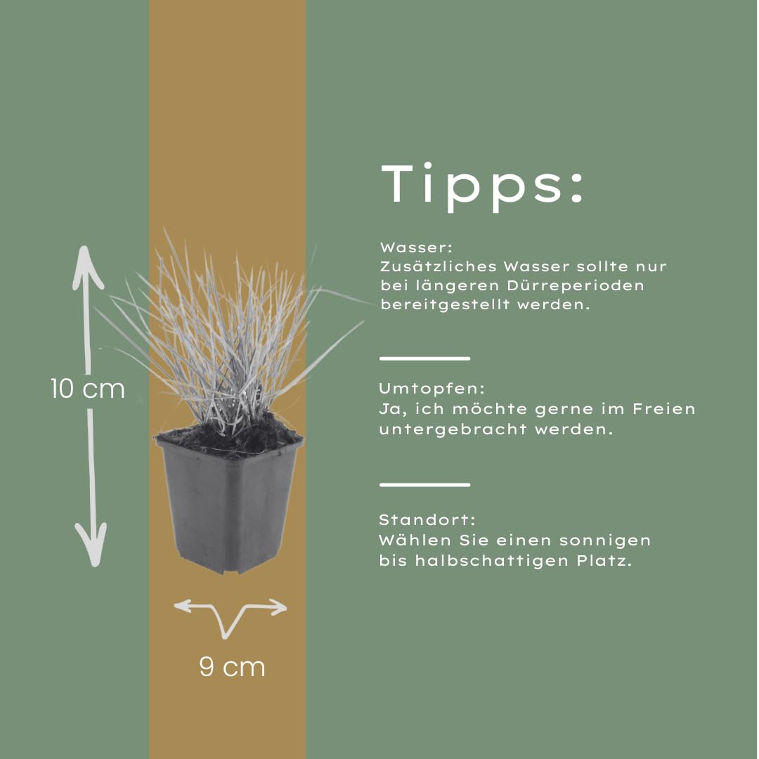 Sesleria Autumnalis, Gramínea para Jardín, Verde, Pack de 48, 10-25cm