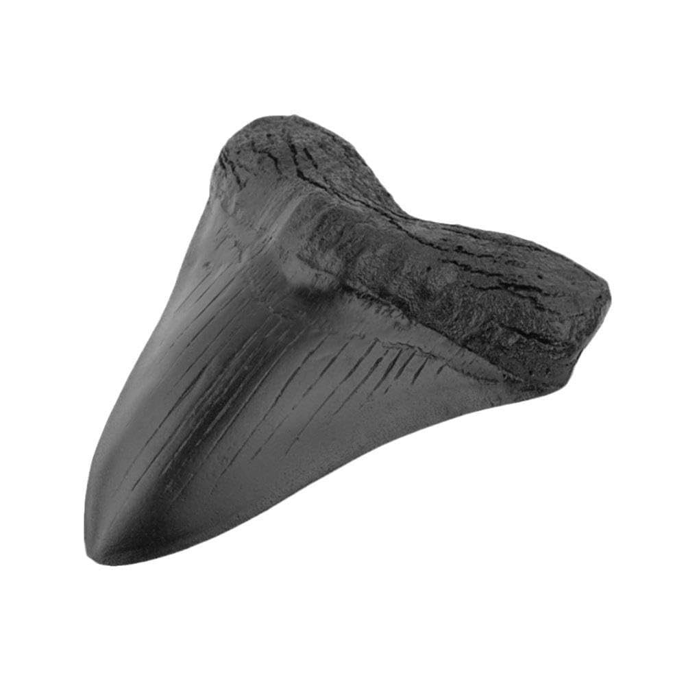 Véritable dent de requin mégalodon fossilisée naturelle préhistorique – Fossile