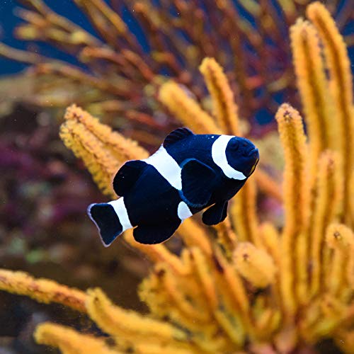 NA Lmbqye Acquario Decorazione Simulazione Pesce