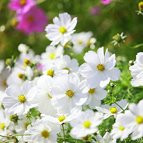 200 StüCk Cosmea Samen Weiß Winterfeste Pflanzen FüR Balkon...