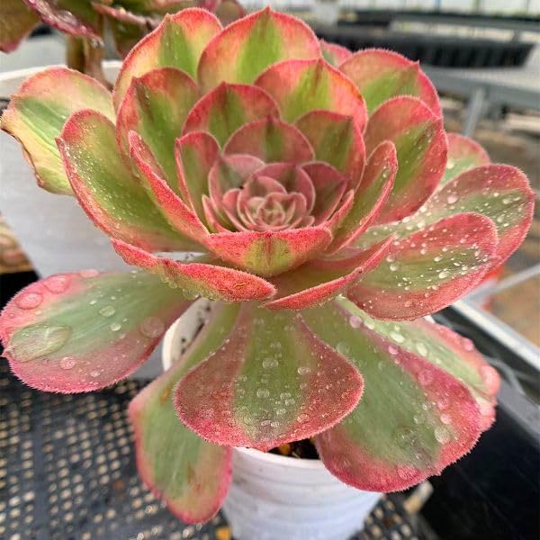 Amazon.co.jp: 農園直売 多肉植物 寄せ植え アエオニウム属 ハロウィン 