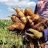 Yacón semillas orgánicas cobertura del suelo Camas elevadas para el jardín resistentes de oficina semillas de resistentes en al aire libre 30pcs