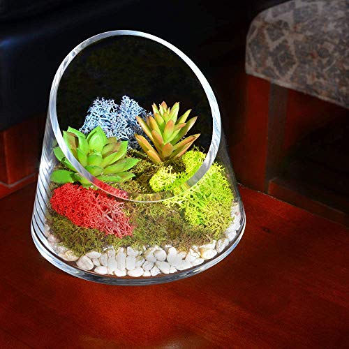 Assortiment de mousses décoratives Rennes Mosser Lee ML3020 85 g - 8